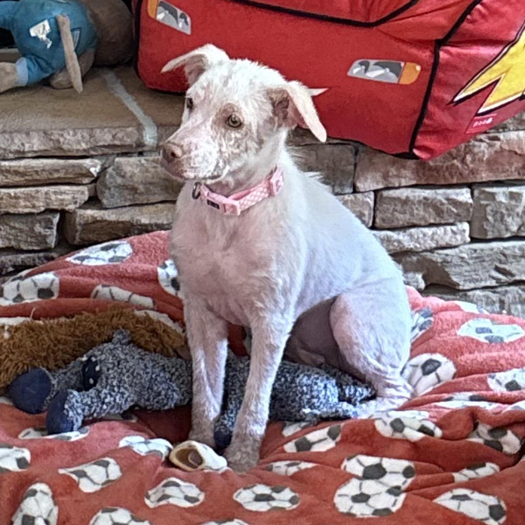 Enlarge Moonpie, a Adoptable mixed breed in Duck River, TN image 2/2
