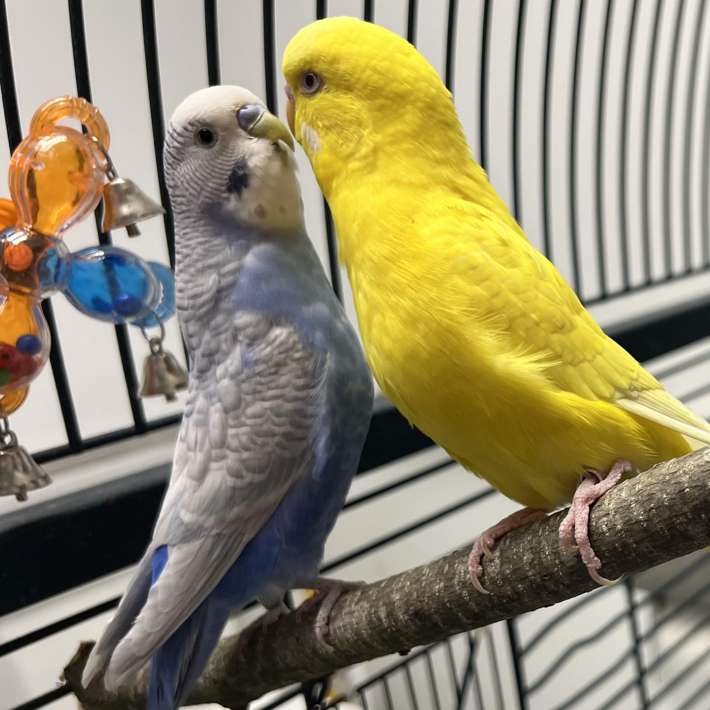 Enlarge Cornsilk and Cornflower, a ADOPTABLE Parakeet (Other) in Medfield, MA image 2/5