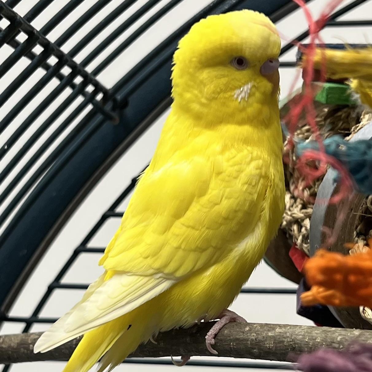 Enlarge Cornsilk and Cornflower, a ADOPTABLE Parakeet (Other) in Medfield, MA image 5/5