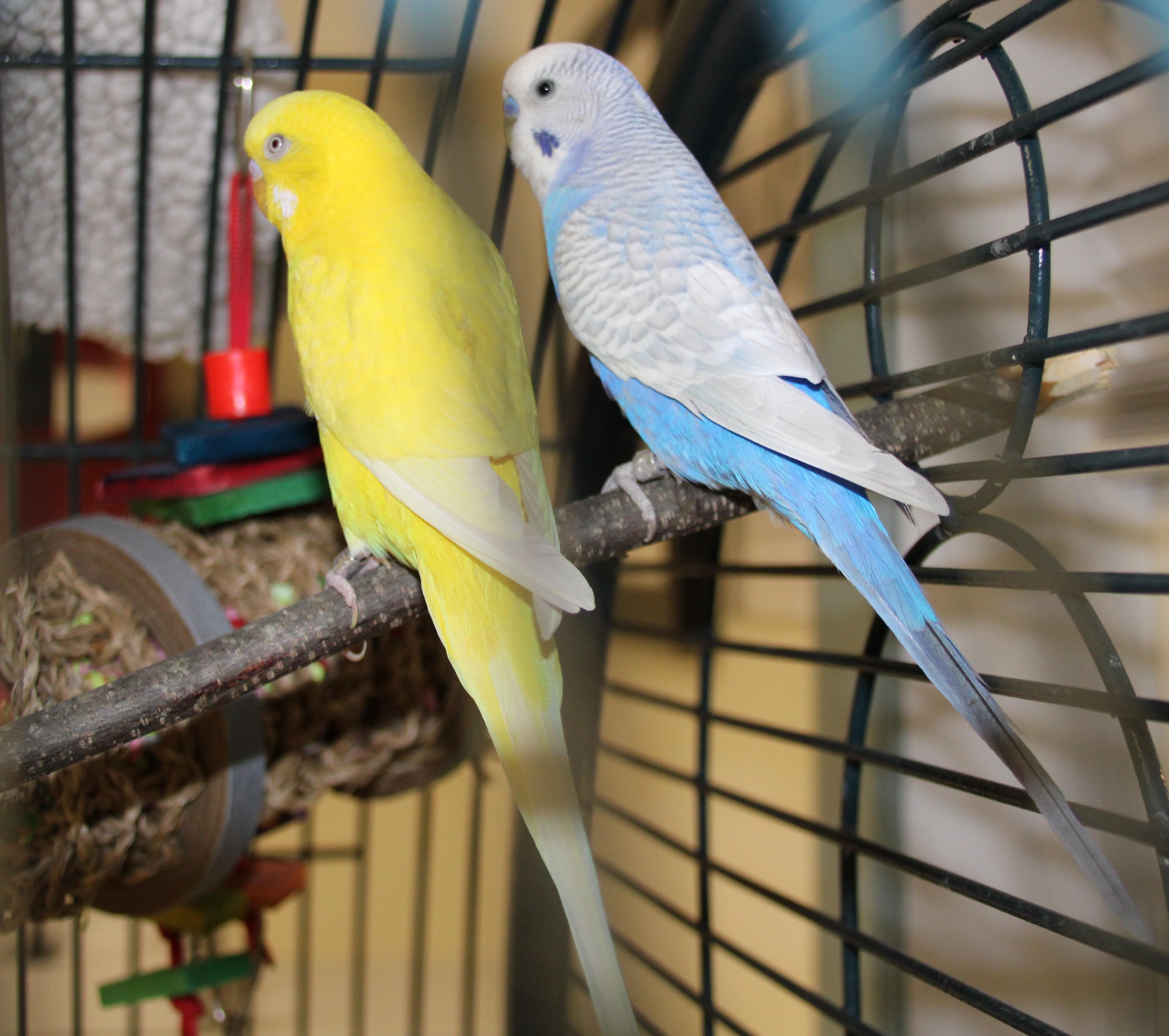 Cornsilk and Cornflower, ADOPTABLE, Adult Unknown Parakeet (Other).