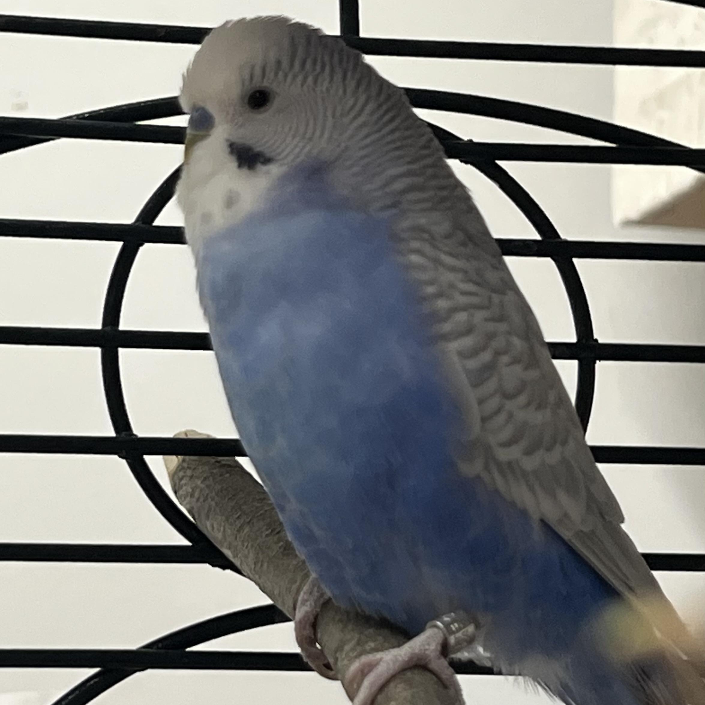 Enlarge Cornsilk and Cornflower, a ADOPTABLE Parakeet (Other) in Medfield, MA image 4/5