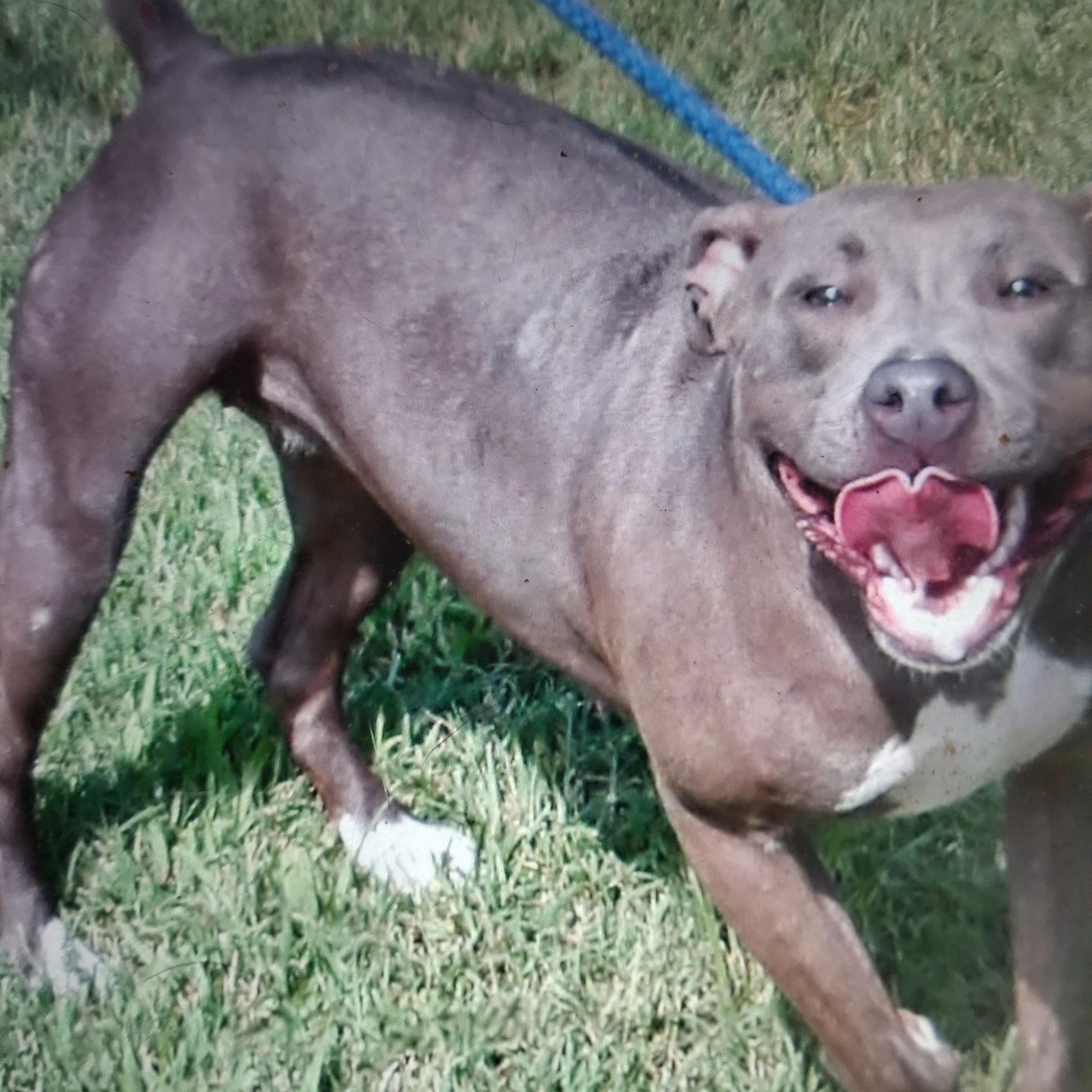 Enlarge Alprodite, a ADOPTABLE Pit Bull Terrier in Gloucester, VA image 2/4
