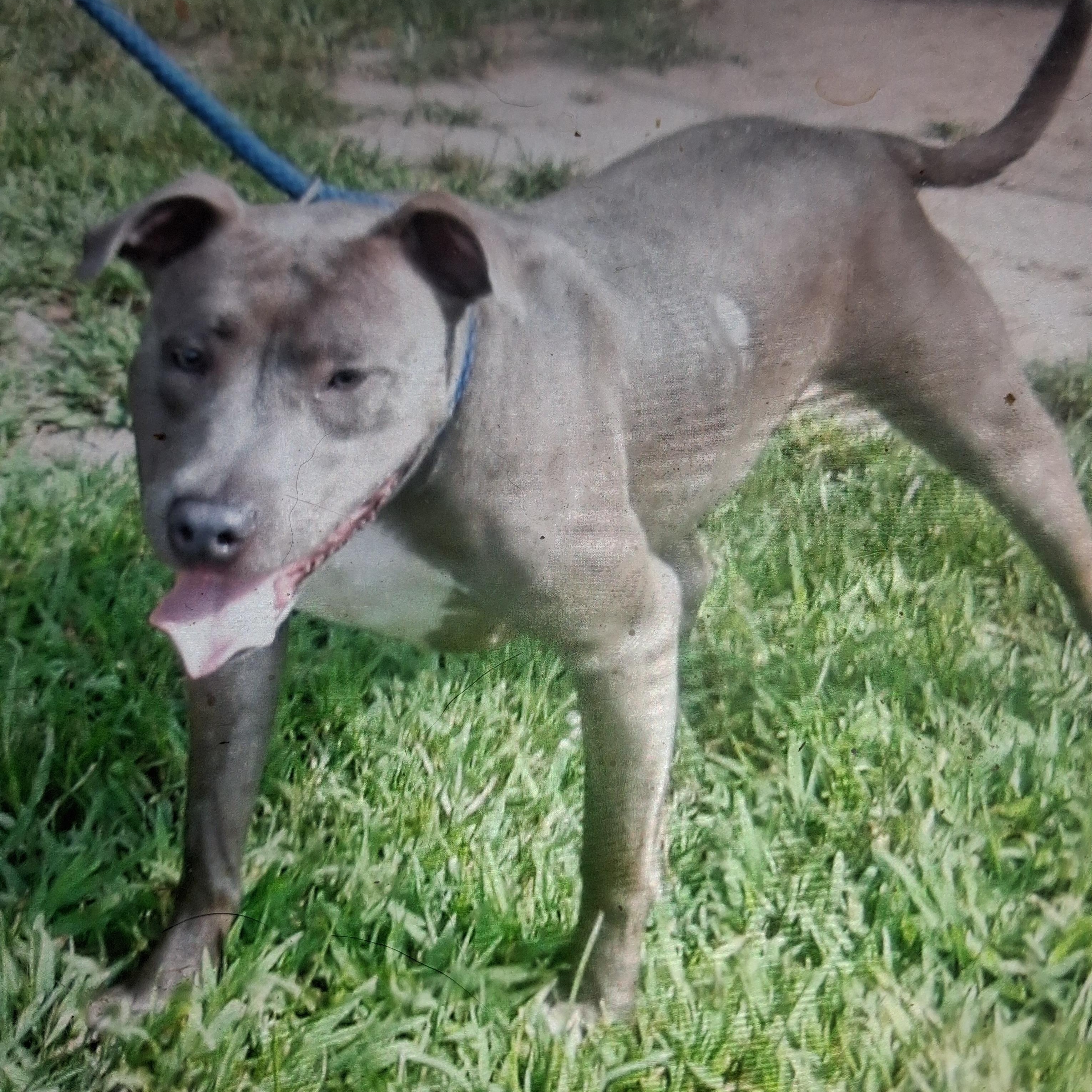 Enlarge Alprodite, a ADOPTABLE Pit Bull Terrier in Gloucester, VA image 3/4