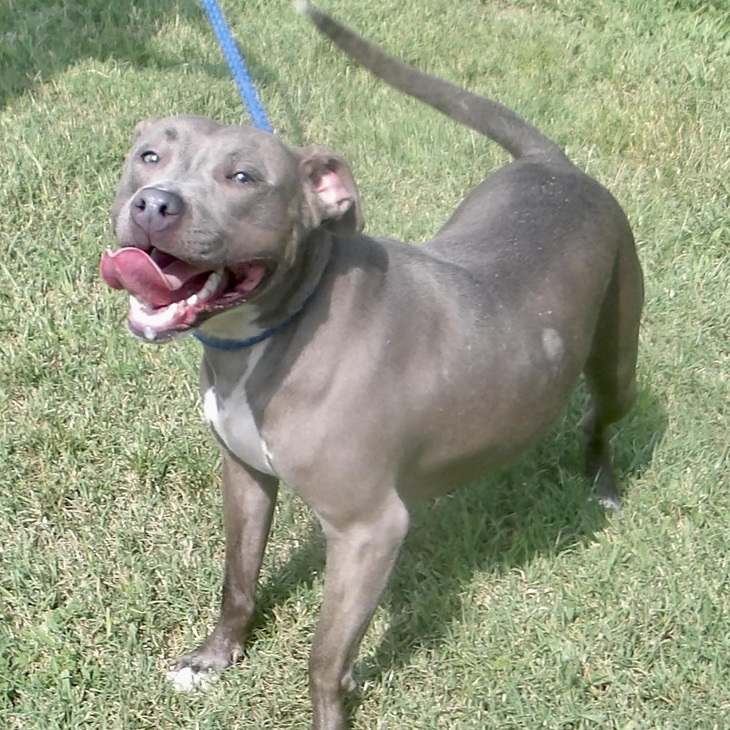 Enlarge Alprodite, a ADOPTABLE Pit Bull Terrier in Gloucester, VA image 1/4