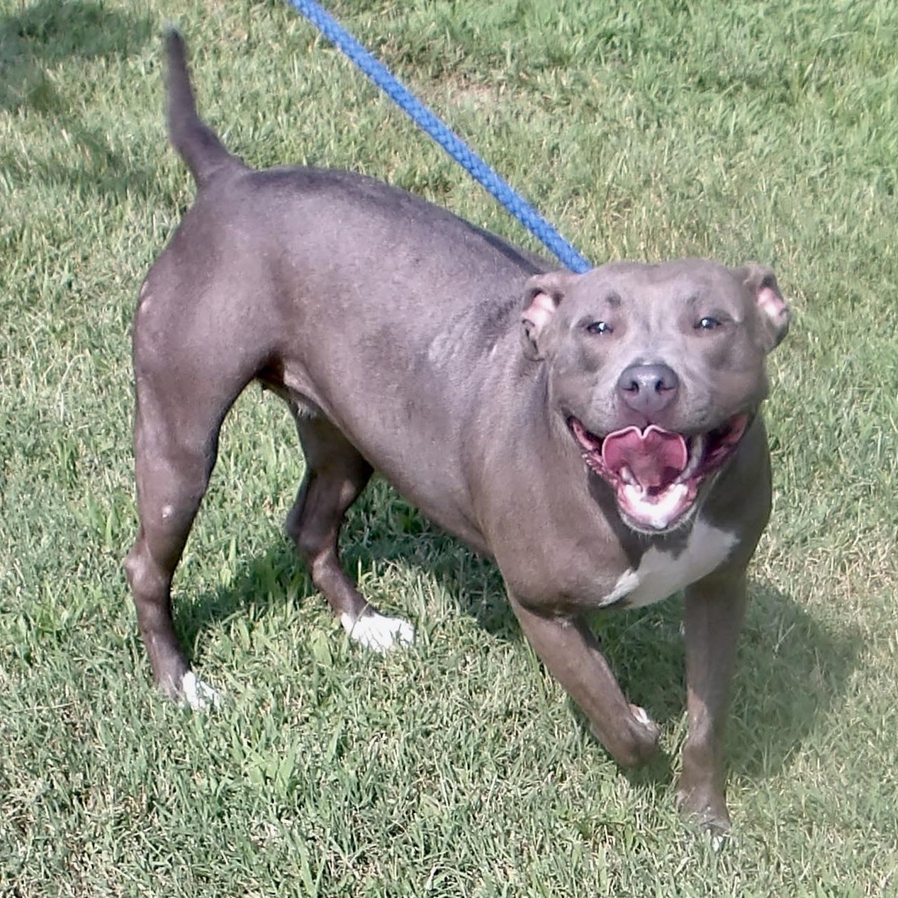 Enlarge Alprodite, a ADOPTABLE Pit Bull Terrier in Gloucester, VA image 4/4