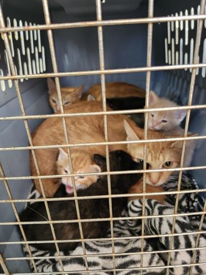 Lucie, Adoptable, Young Female Domestic Short Hair & Domestic Short Hair.