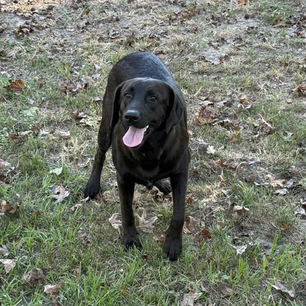 JJ, Adoptable, Young Female Black Labrador Retriever.