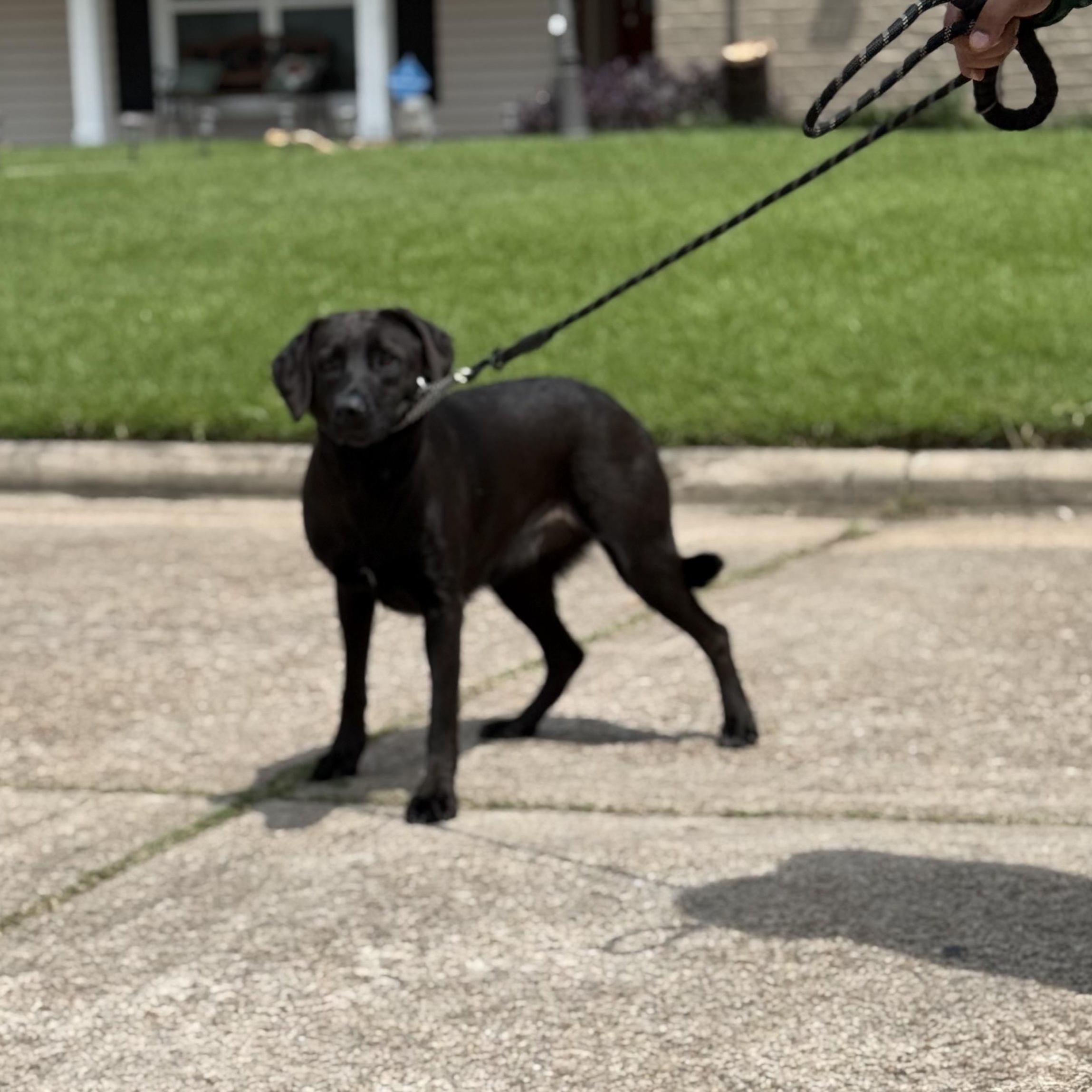 JJ, a Adoptable mixed breed in Libertyville, IL image 5/5