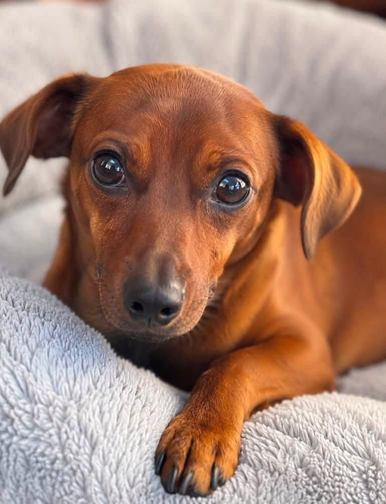 Enlarge Mr. Bean, an adopted mixed breed in Kansas City, KS image 1/1