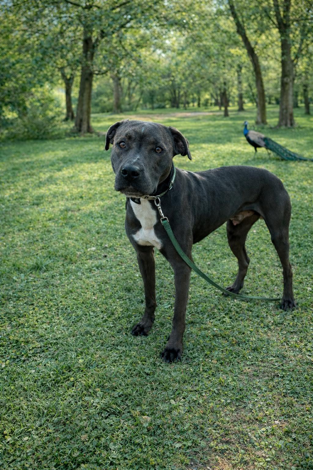Samson, a ADOPTABLE mixed breed in Las Vegas, NV image 3/3