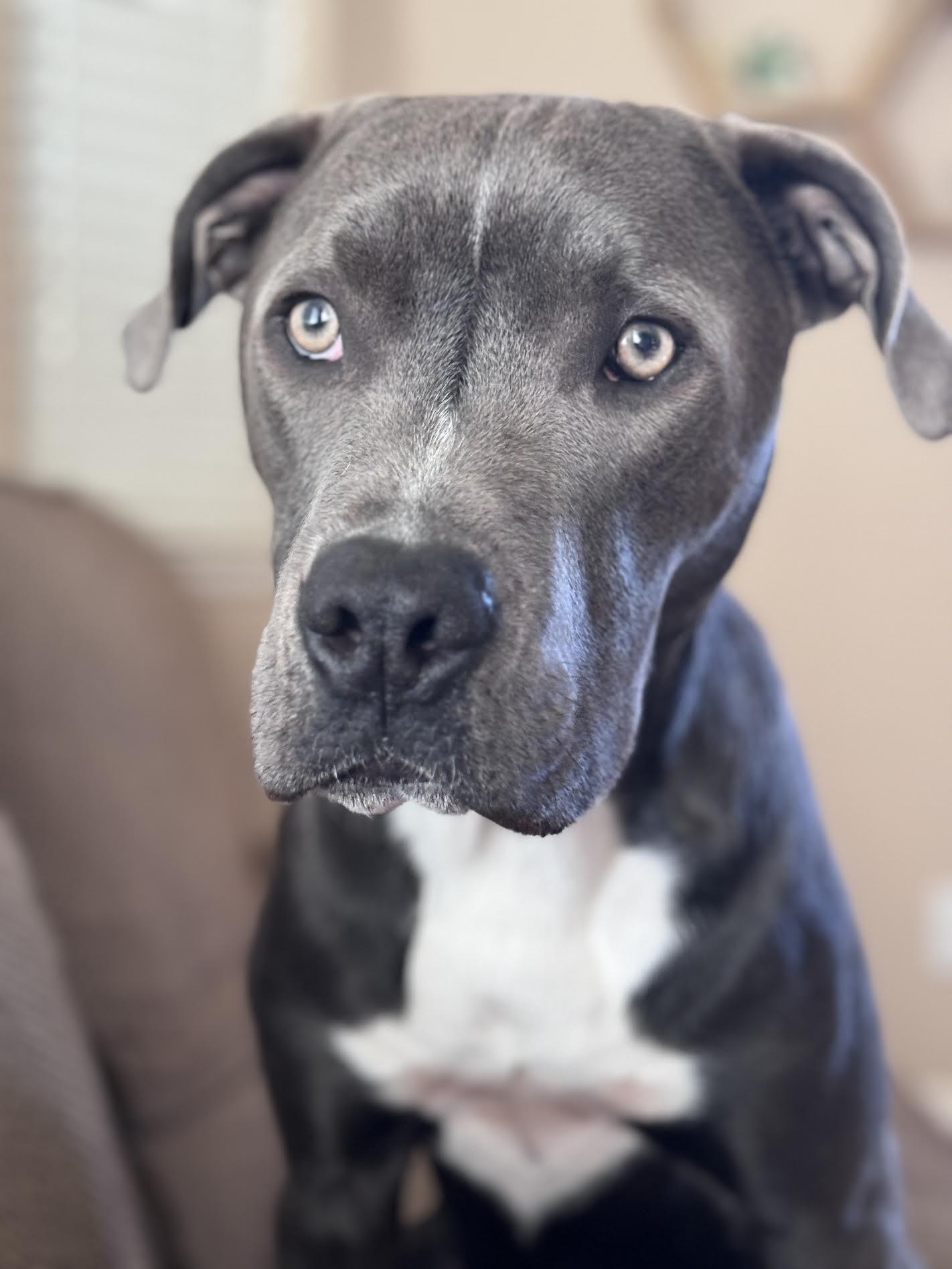 Samson, ADOPTABLE, Adult Male Pit Bull Terrier.