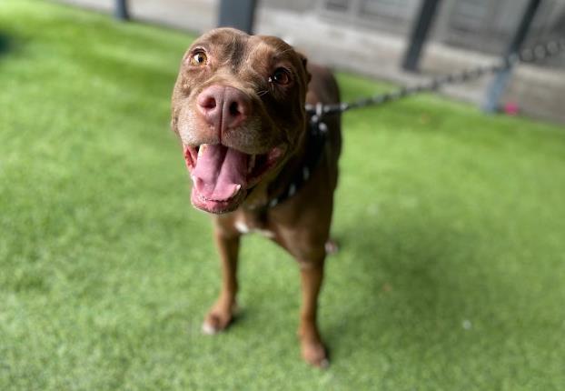 Enlarge BLOSSOM, a Adoptable Pit Bull Terrier in Garland, TX image 1/1