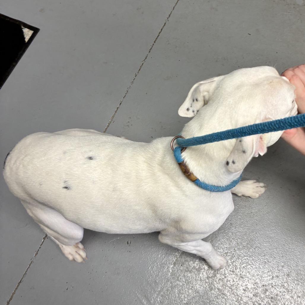 Andie, Adoptable, Young Female Pit Bull Terrier & Pit Bull Terrier.