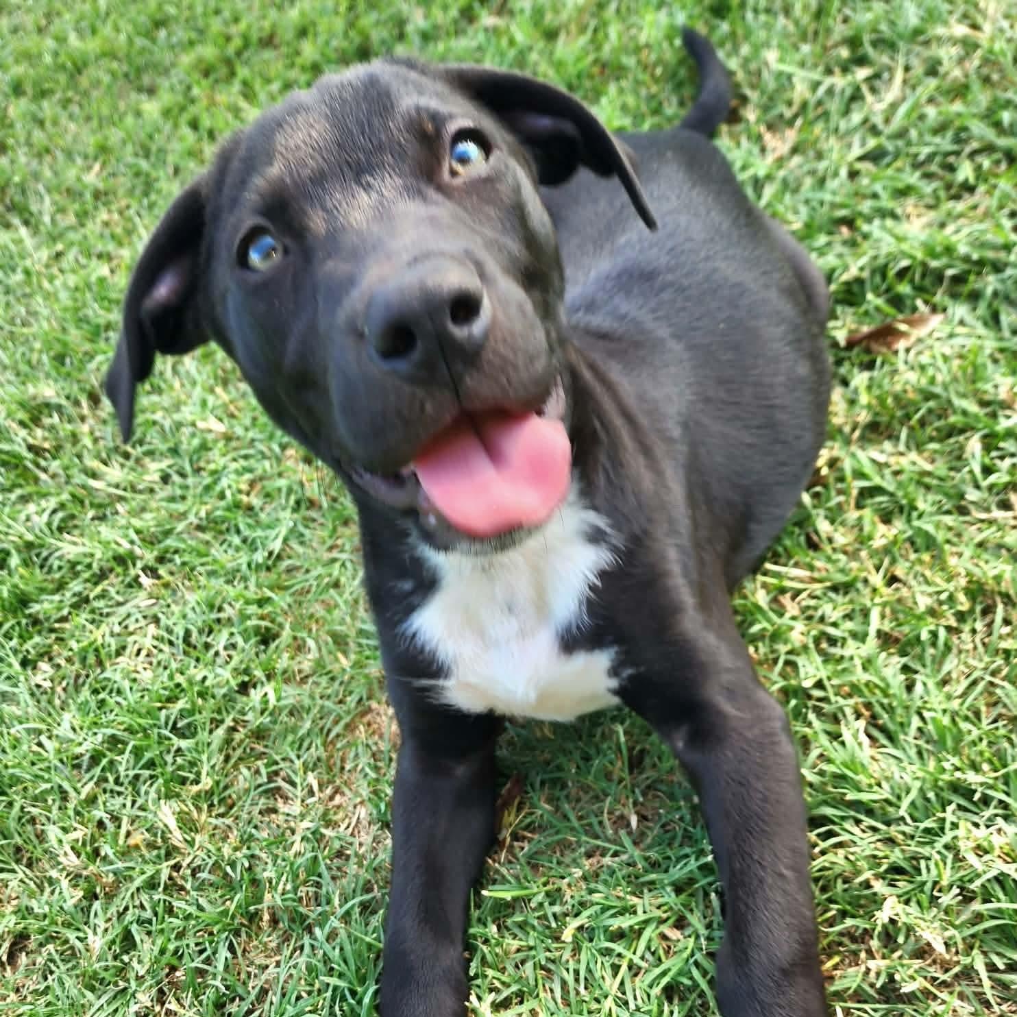 Malt, Adoptable, Puppy Male Australian Shepherd & Labrador Retriever.
