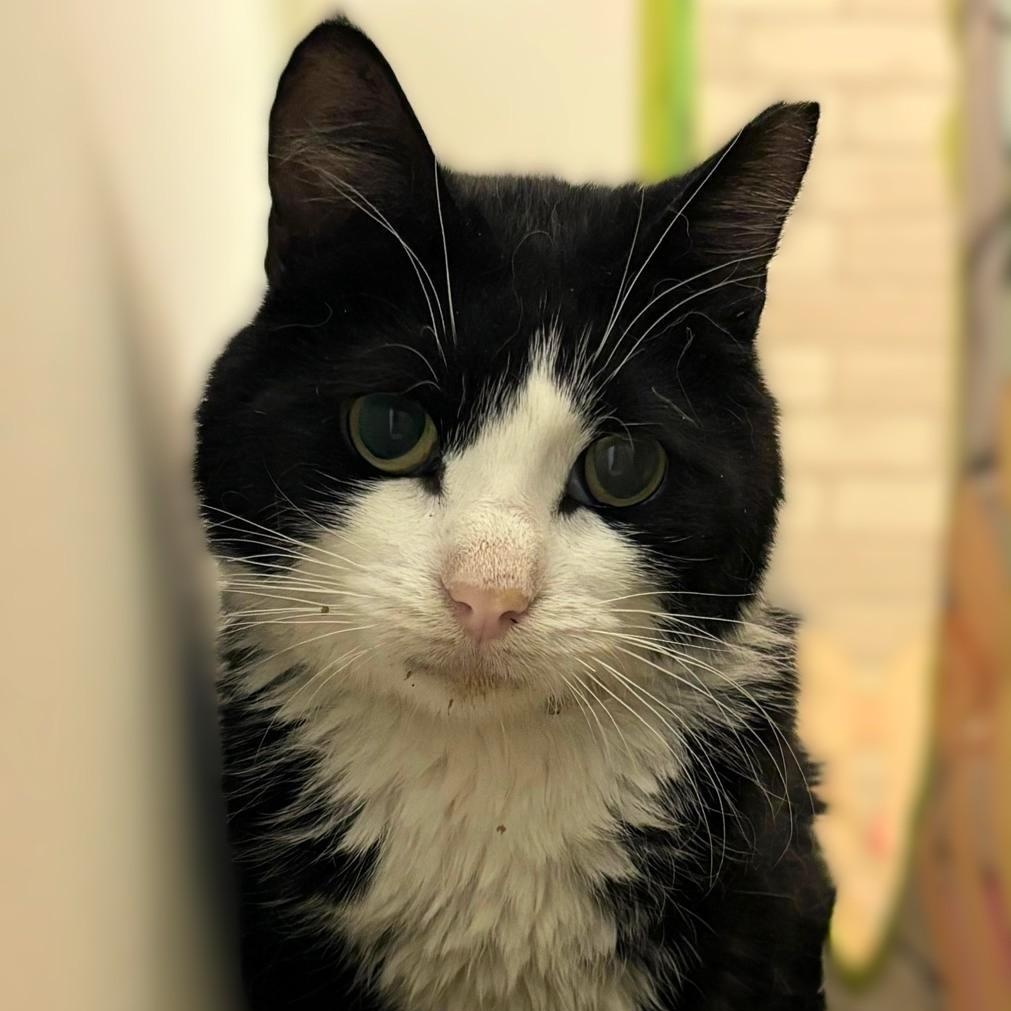 Enlarge Little Kitty, a Adoptable Tuxedo in Astoria, NY image 3/4
