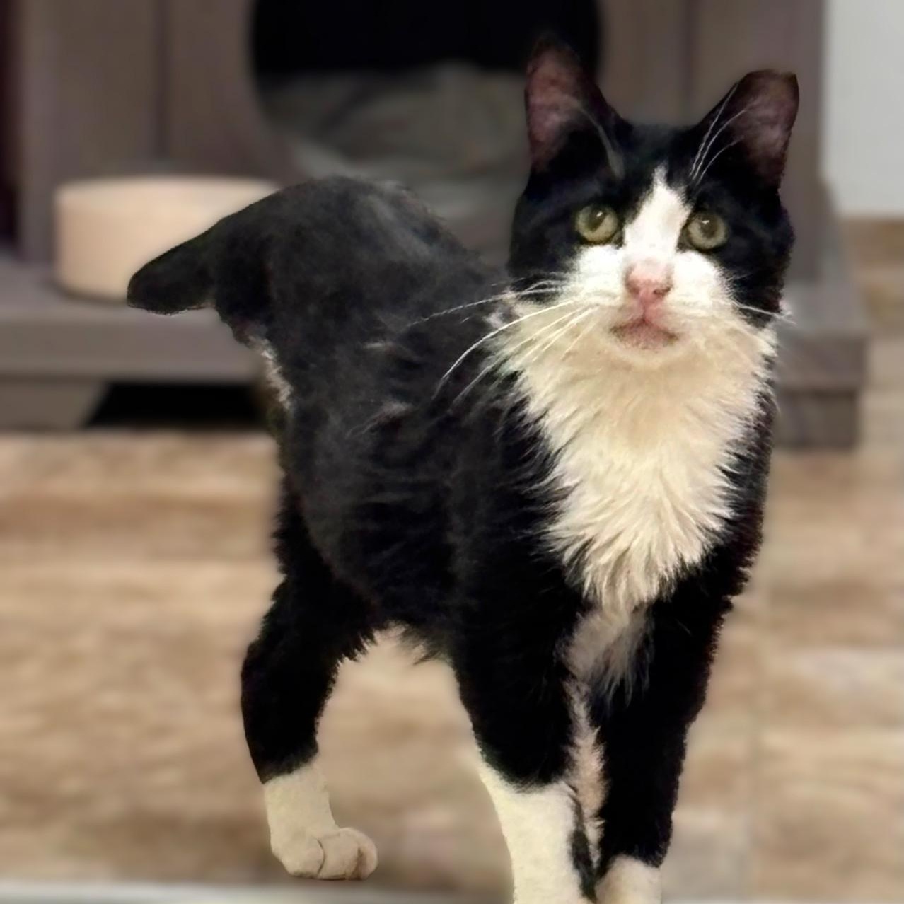 Enlarge Little Kitty, a Adoptable Tuxedo in Astoria, NY image 2/4