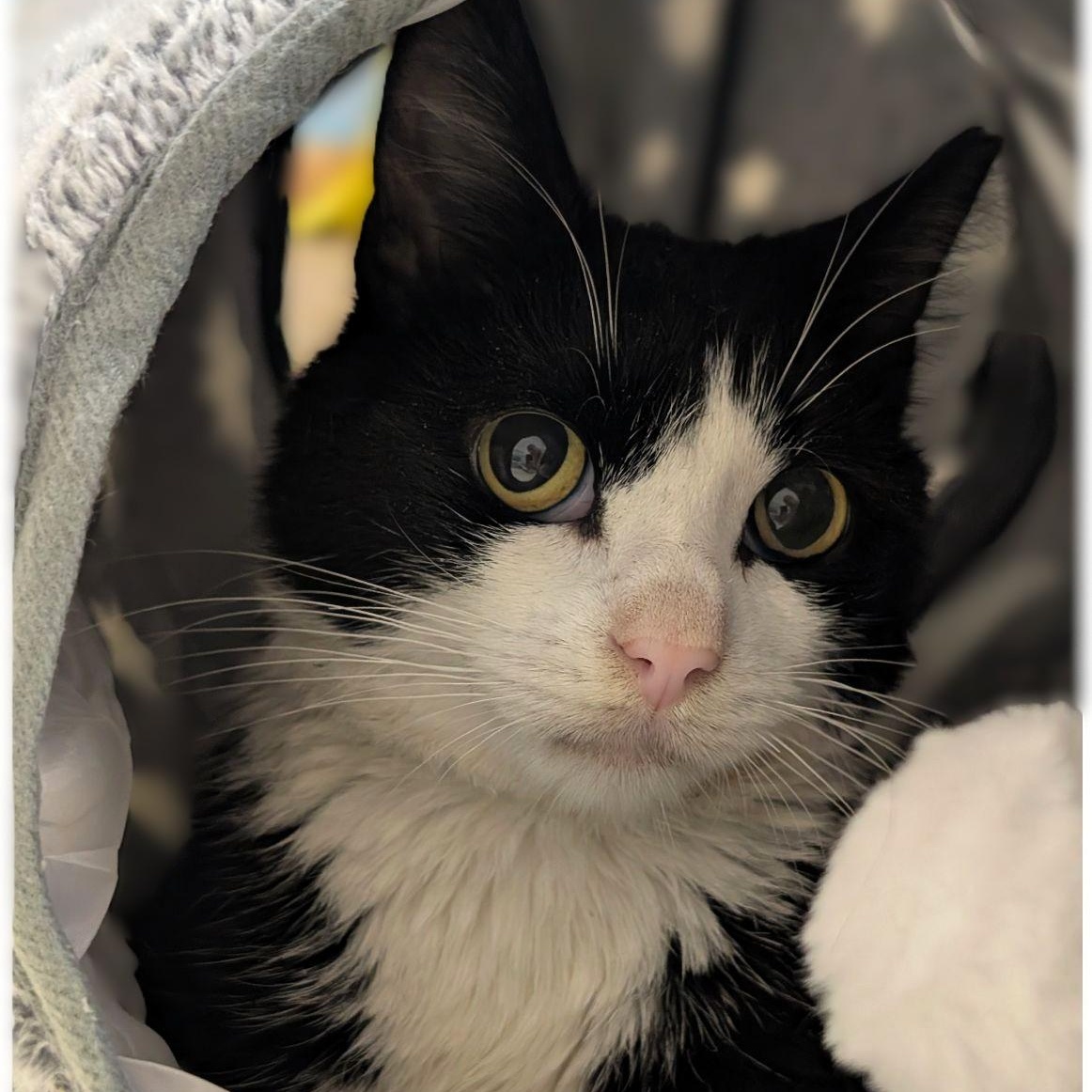 Little Kitty, Adoptable, Adult Male Tuxedo.