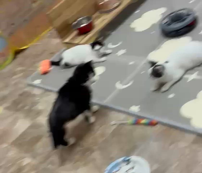 Enlarge Little Kitty, a Adoptable Tuxedo in Astoria, NY video 4/4