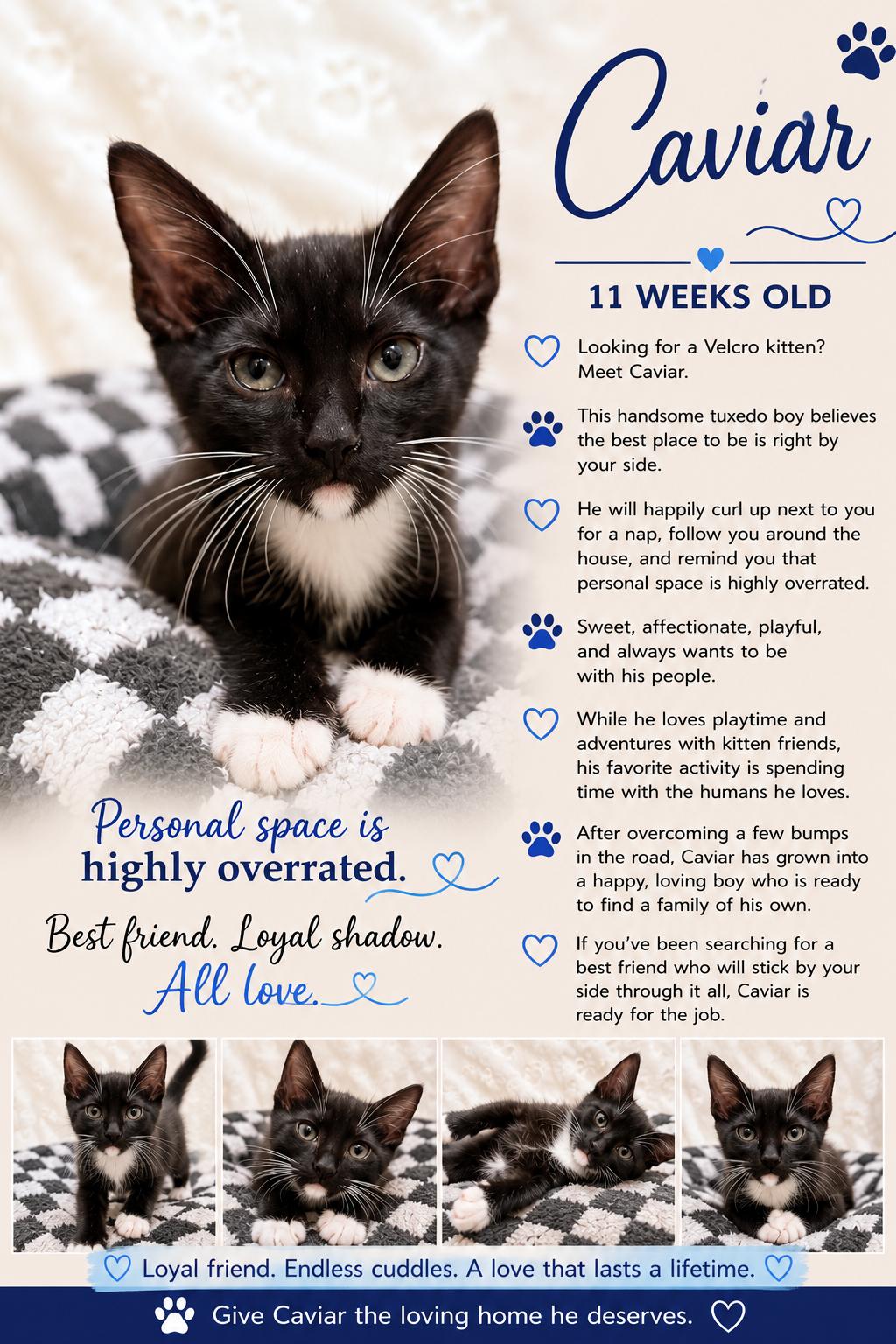 Enlarge Caviar Casey, an adopted Tuxedo in Phoenix, AZ image 1/1