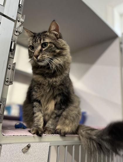 Enlarge Phoenix, a Adoptable mixed breed in Humboldt, IA image 1/2
