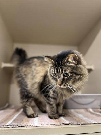Phoenix, Adoptable, Adult Female Domestic Medium Hair & Domestic Short Hair.