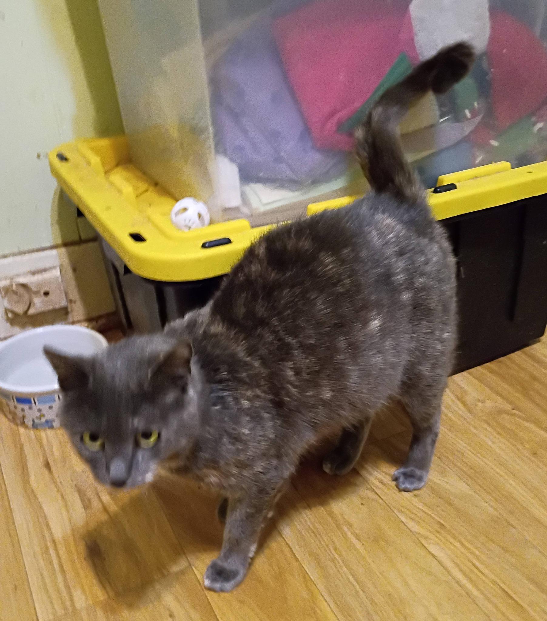 Enlarge Tofu - calm & cuddly, an adopted Domestic Short Hair in Hendersonville, TN image 1/1