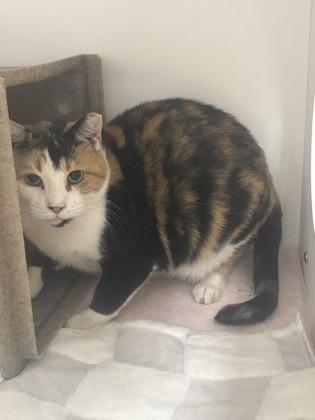 Enlarge Dove, a Adoptable mixed breed in New Hope, PA image 1/1