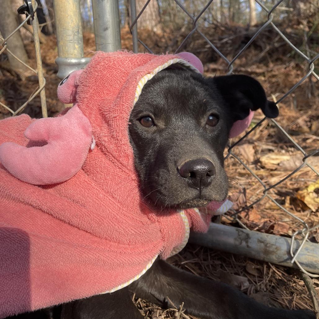 Enlarge Marigold, a Adoptable mixed breed in Parrish, AL image 1/4