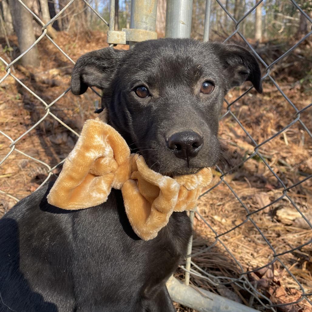 Enlarge Marigold, a Adoptable mixed breed in Parrish, AL image 3/4