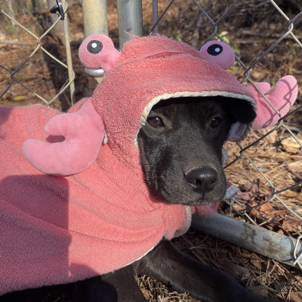 Enlarge Marigold, a Adoptable mixed breed in Parrish, AL image 4/4