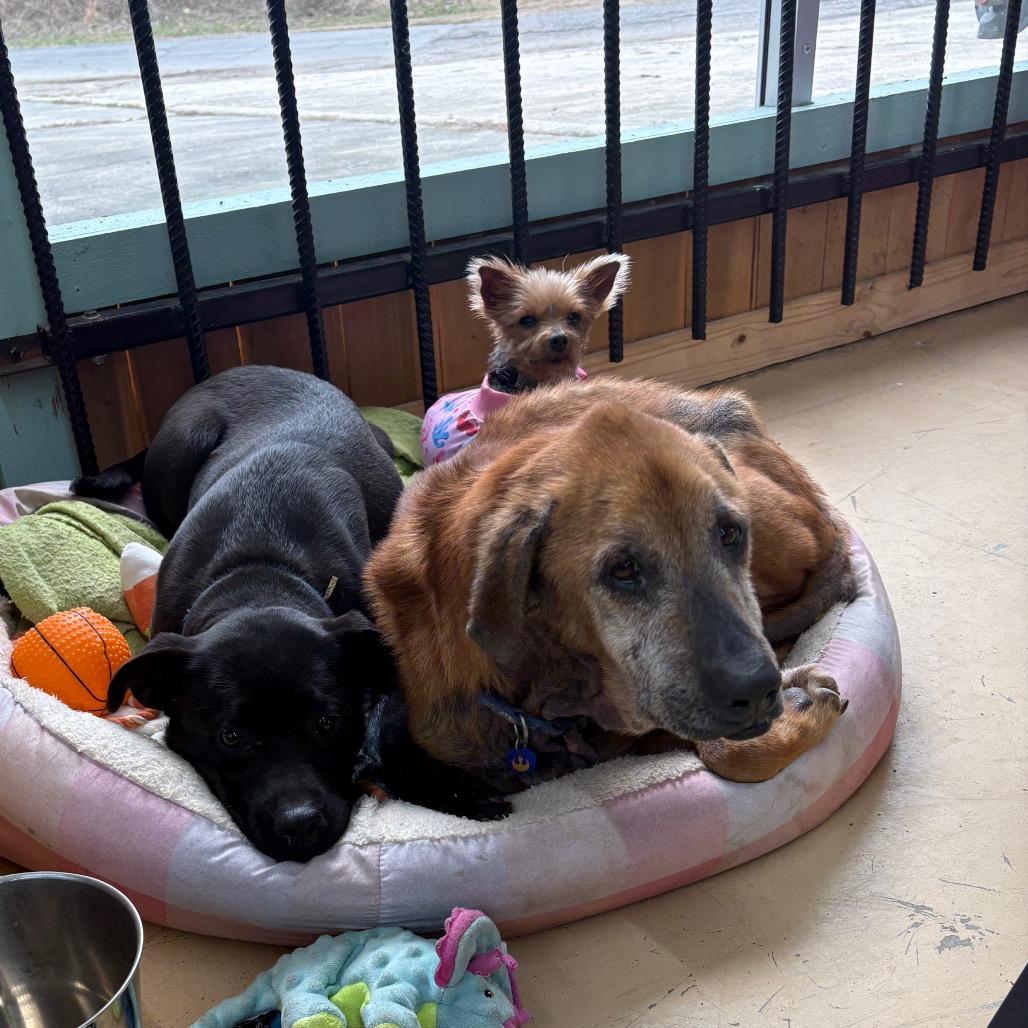 Enlarge Marigold, a Adoptable mixed breed in Parrish, AL image 2/3