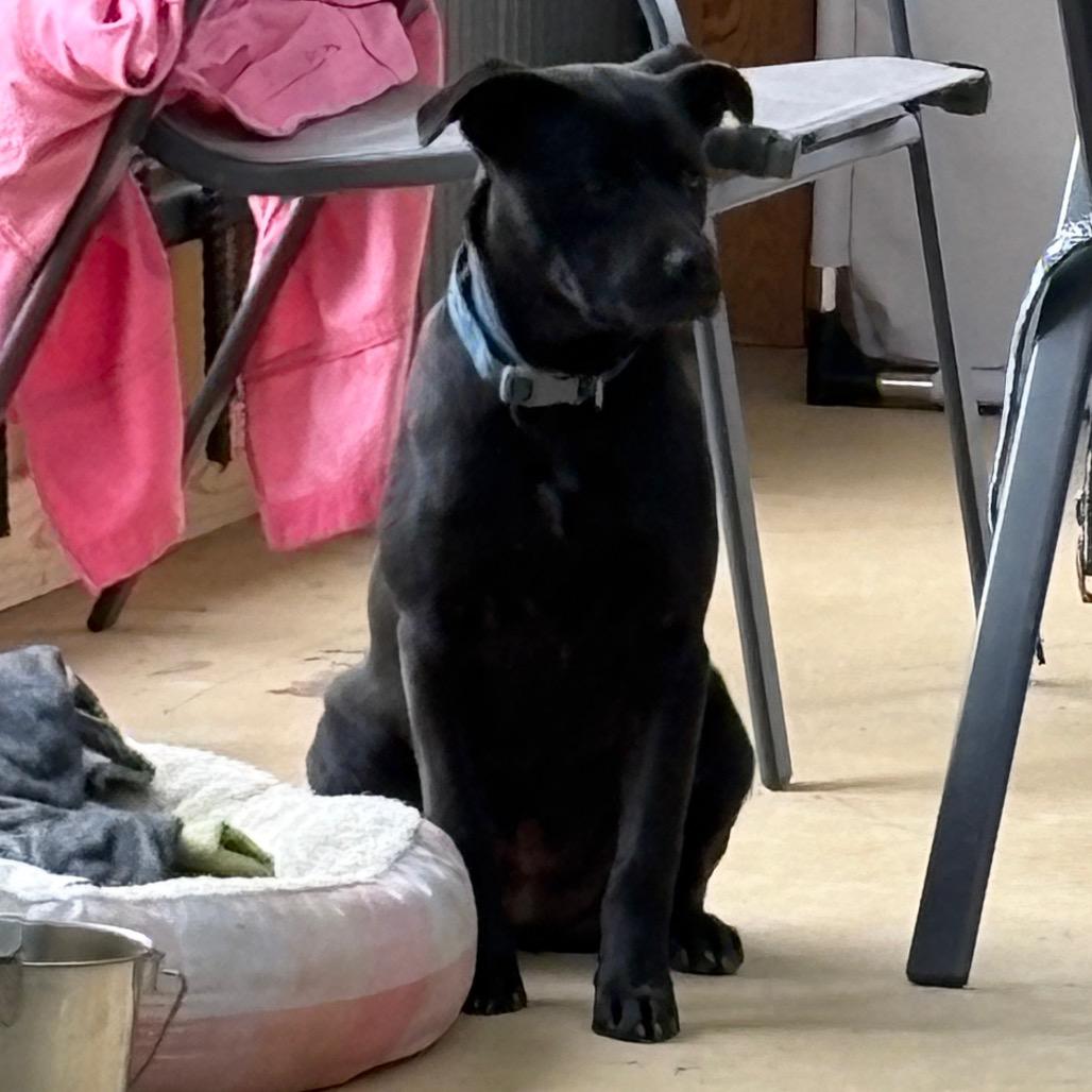 Enlarge Marigold, a Adoptable mixed breed in Parrish, AL image 3/3