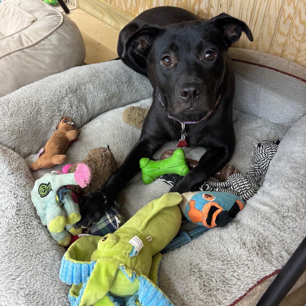 Enlarge Dahlia, a Adoptable mixed breed in Parrish, AL image 4/4