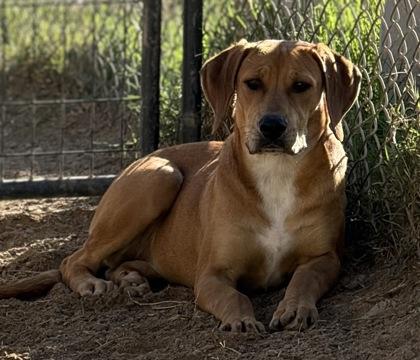 Annie, a Adoptable mixed breed in Madera, CA image 1/3
