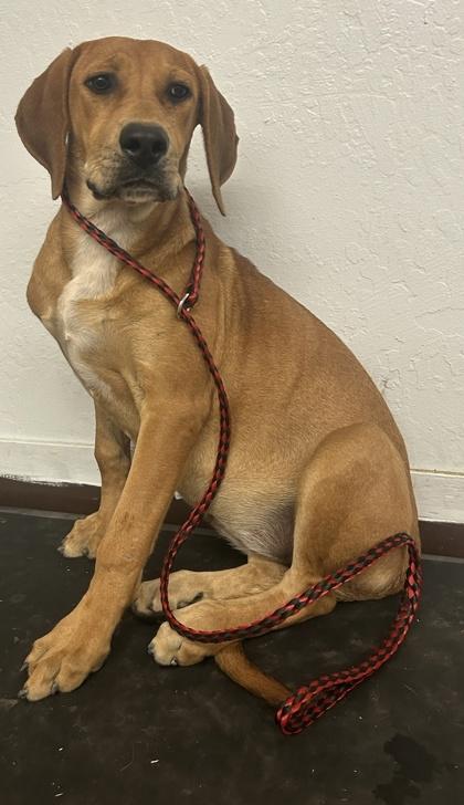 Annie, a Adoptable mixed breed in Madera, CA image 2/3