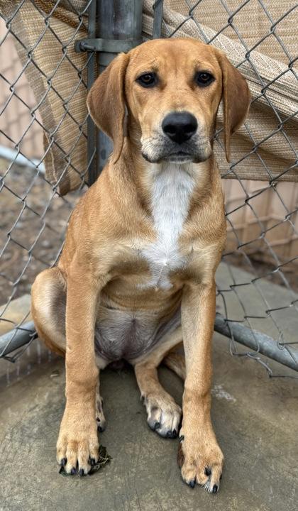 Annie, a Adoptable mixed breed in Madera, CA image 3/3