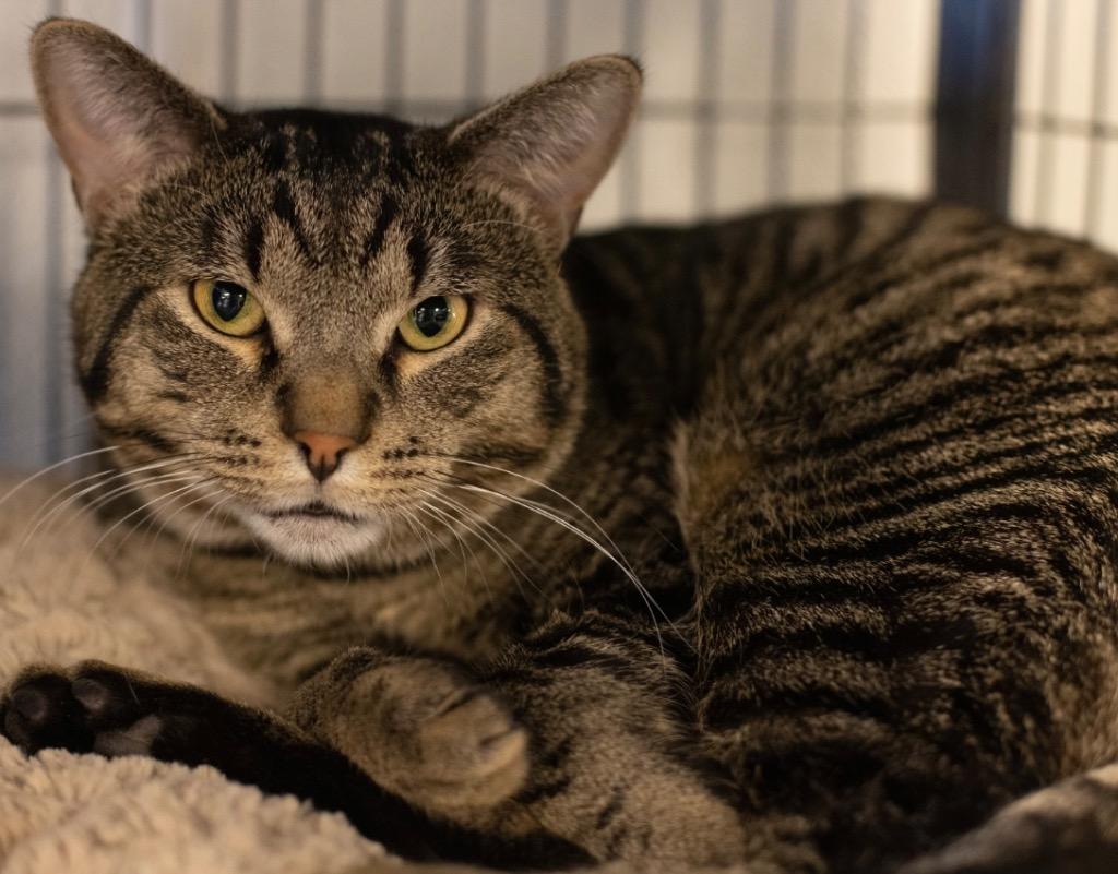 Pierre, Adoptable, Adult Male Domestic Short Hair.
