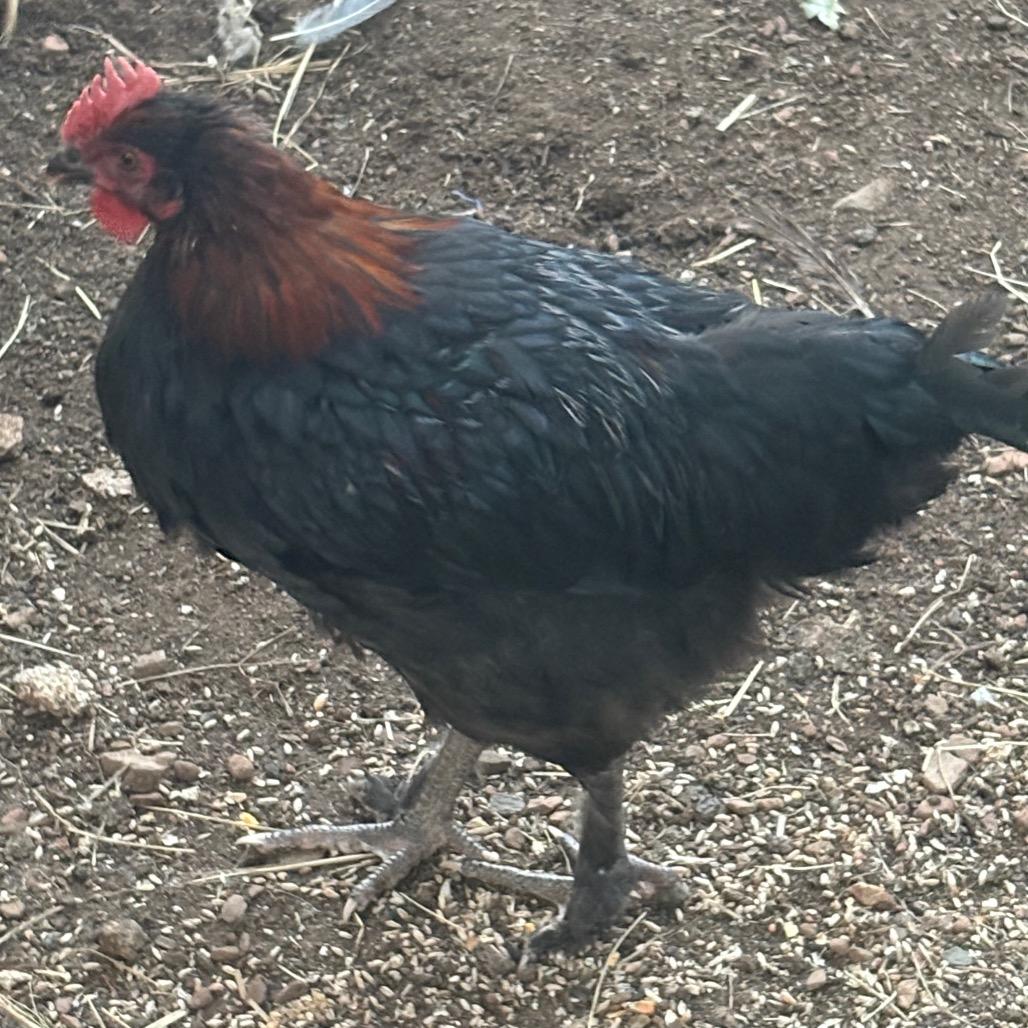 35 Young Roosters Urgently Need Homes, a Adoptable mixed breed in Oakland, CA image 1/6