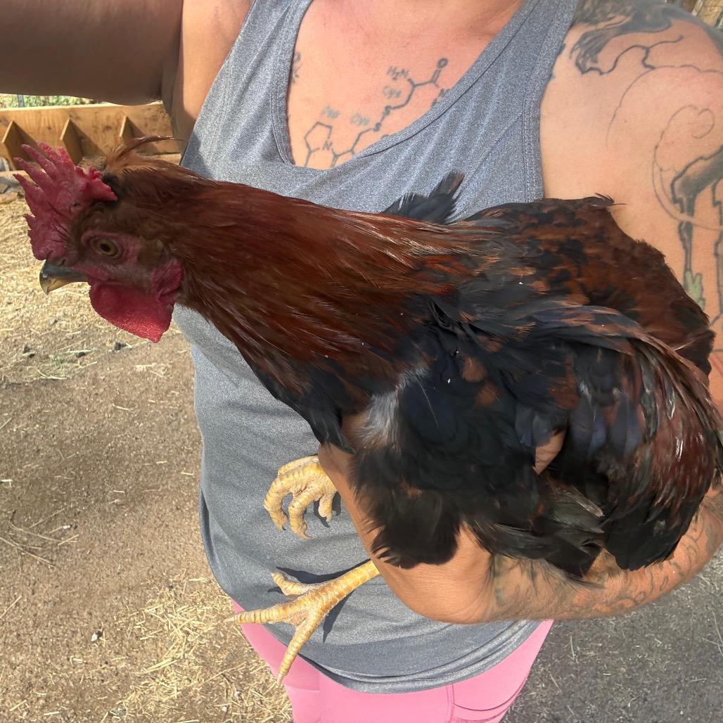 35 Young Roosters Urgently Need Homes, a Adoptable mixed breed in Oakland, CA image 2/6
