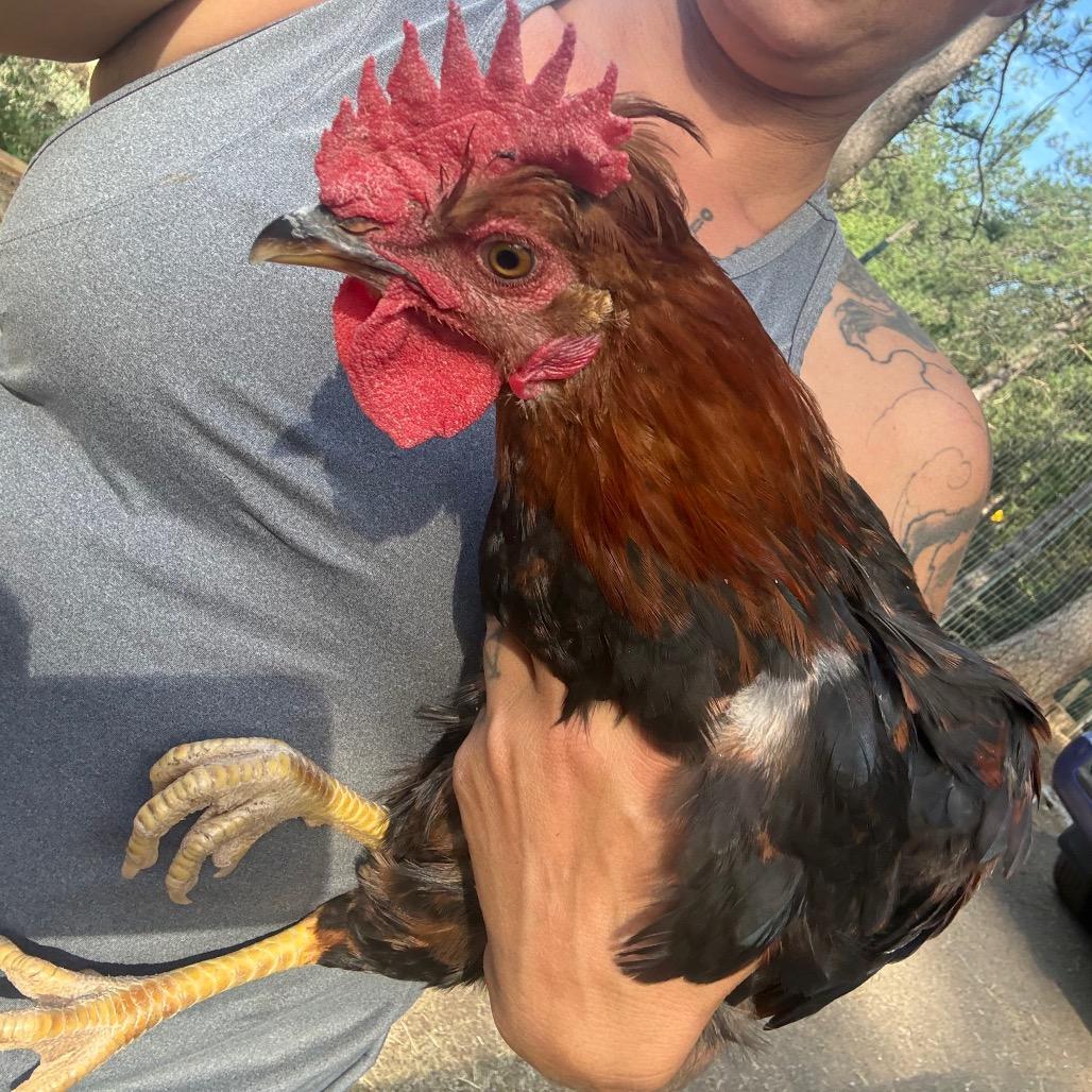 35 Young Roosters Urgently Need Homes, a Adoptable mixed breed in Oakland, CA image 4/6