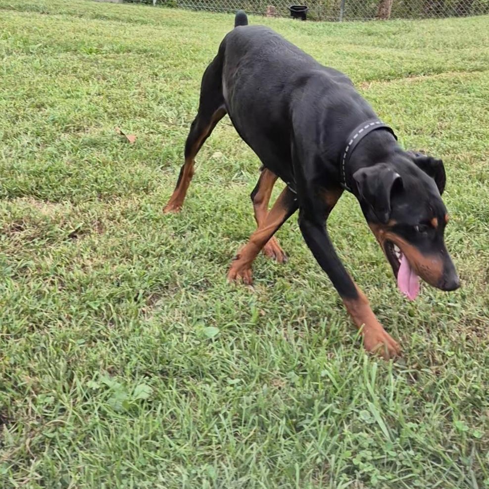 Enlarge Dobie, a Adoptable Doberman Pinscher in Clay City, KY image 2/4