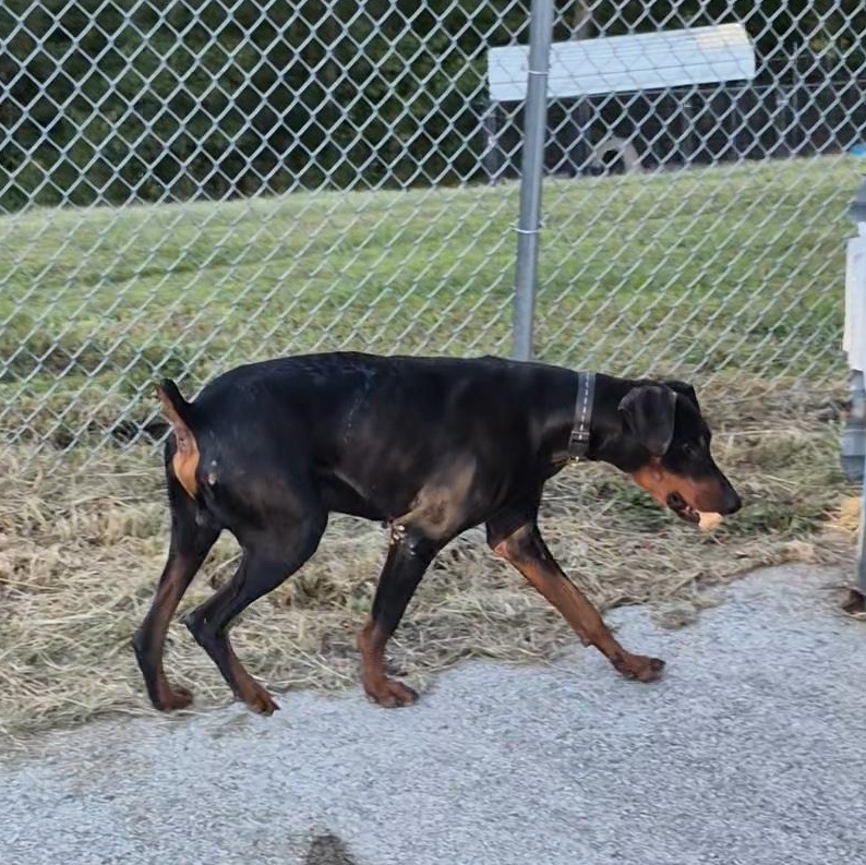 Enlarge Dobie, a Adoptable Doberman Pinscher in Clay City, KY image 3/4