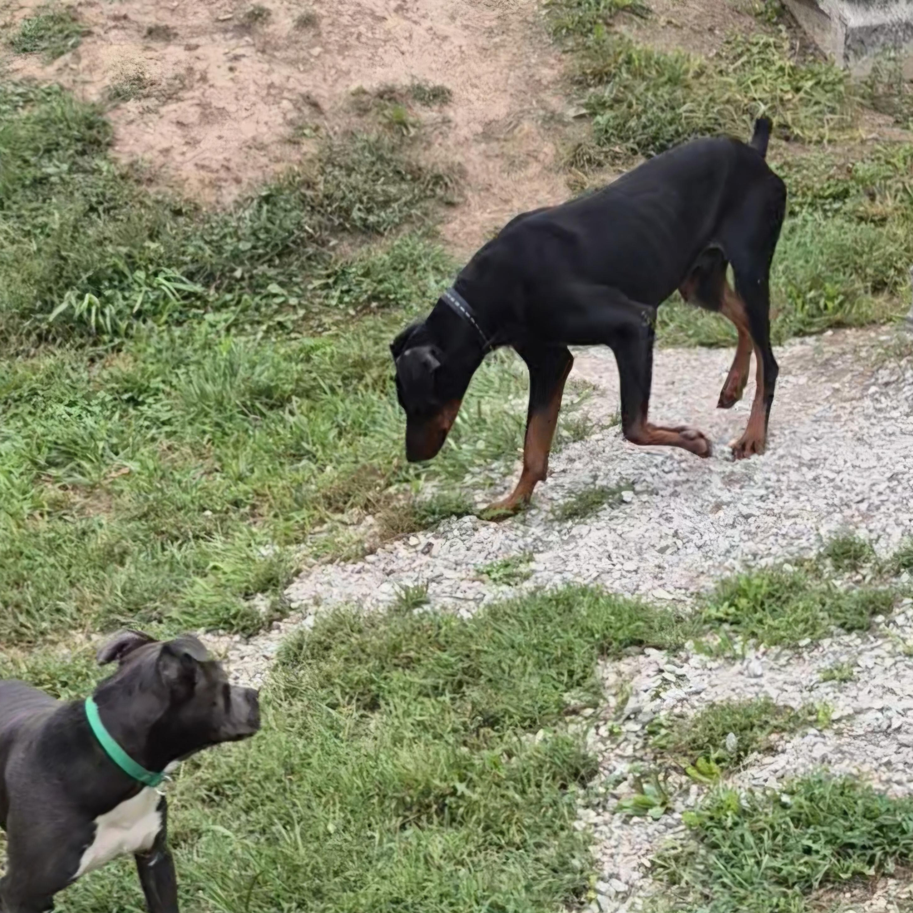 Enlarge Dobie, a Adoptable Doberman Pinscher in Clay City, KY image 4/4
