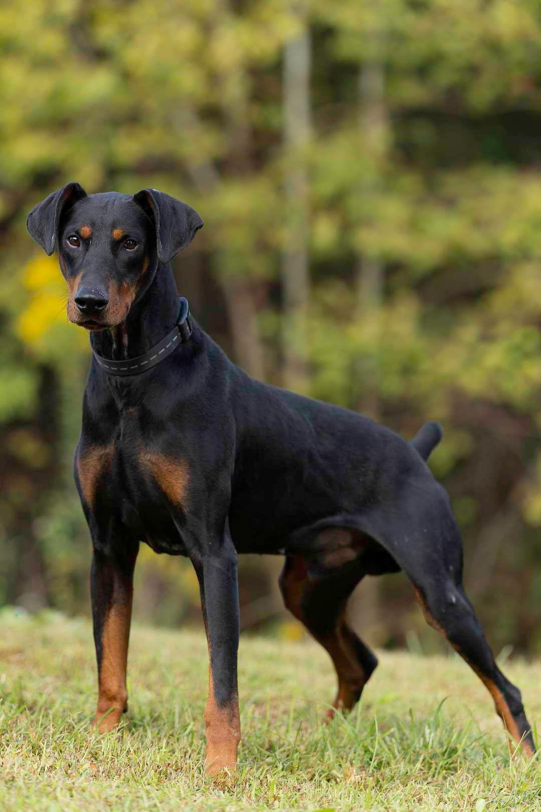 Dobie, Adoptable, Adult Male Doberman Pinscher.