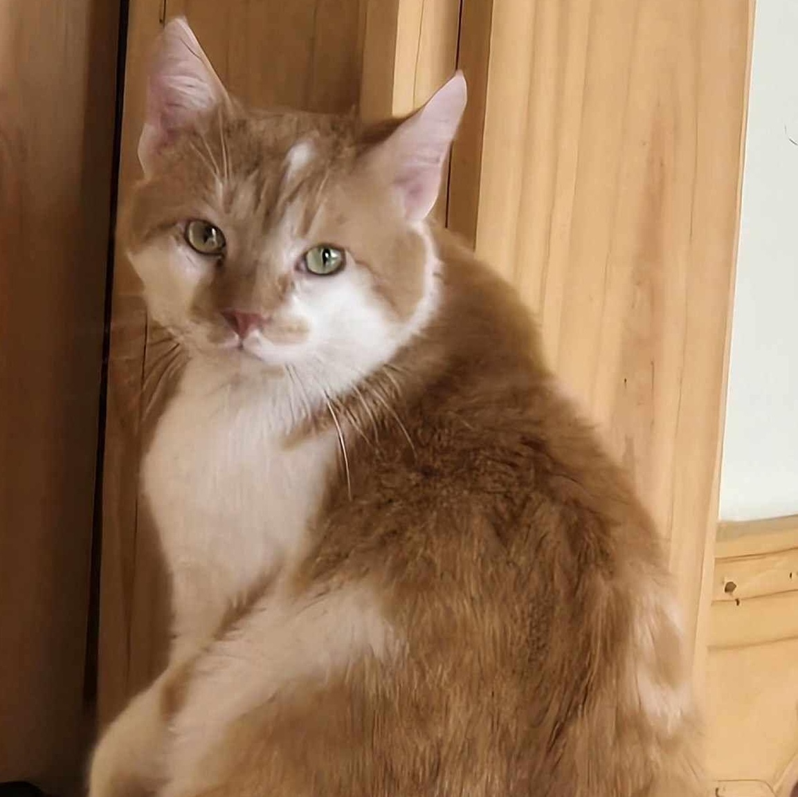 Romeo, Adopted, Adult Male Tabby.