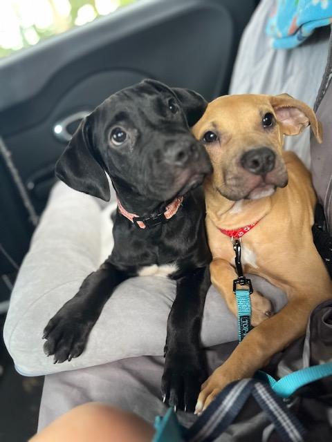 Simba, a Adoptable mixed breed in Palm City, FL image 2/3