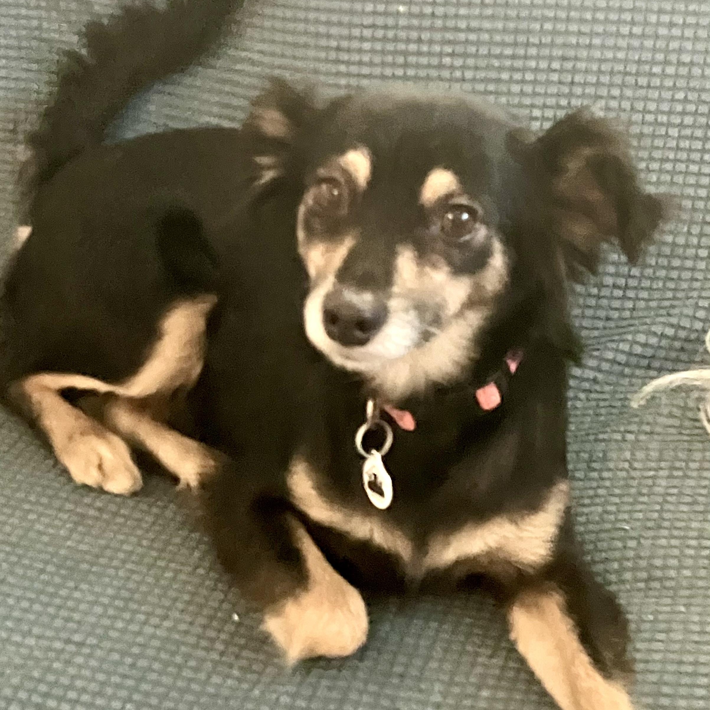 Enlarge Lilac, a ADOPTABLE mixed breed in Santa Monica, CA image 4/5