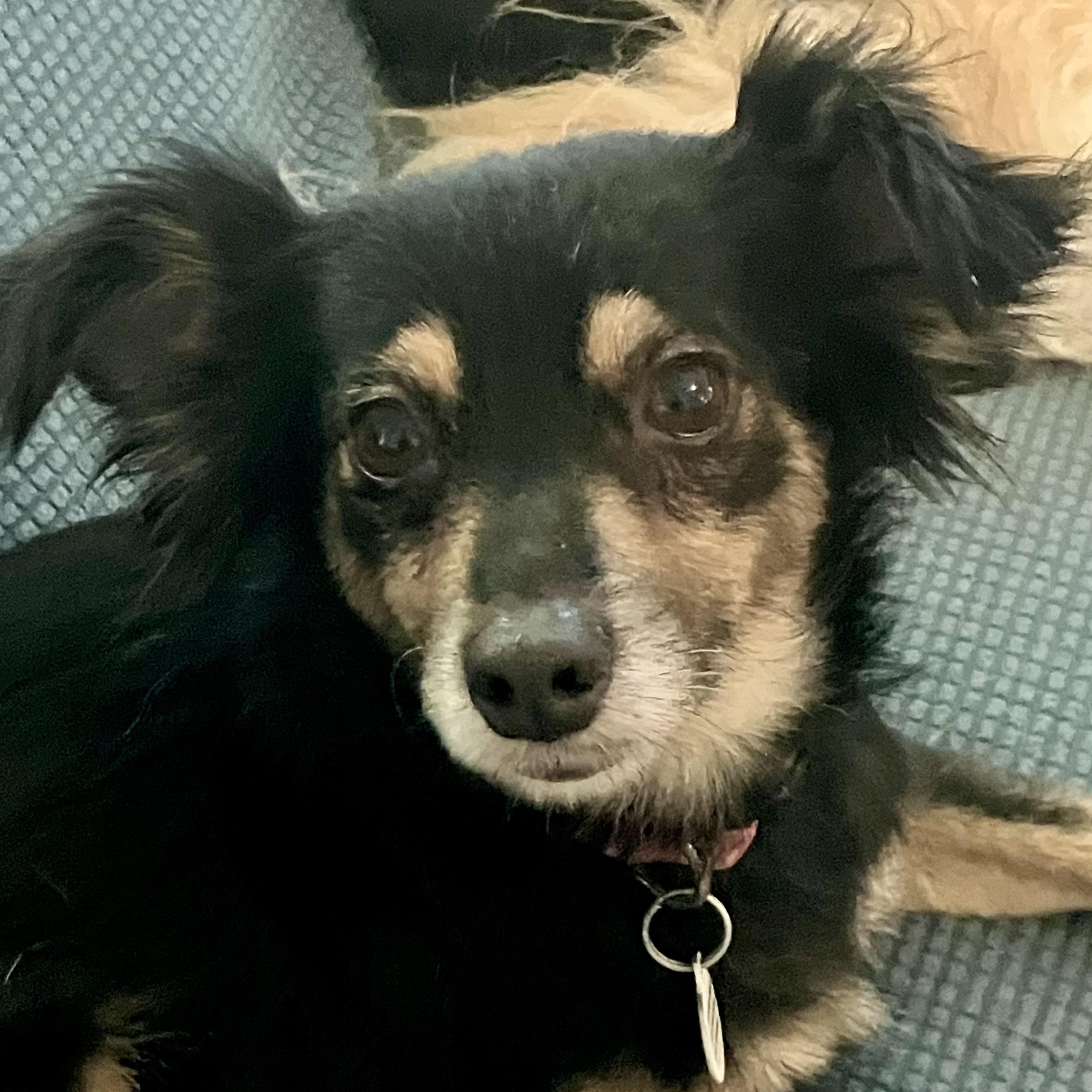 Enlarge Lilac, a ADOPTABLE mixed breed in Santa Monica, CA image 1/5