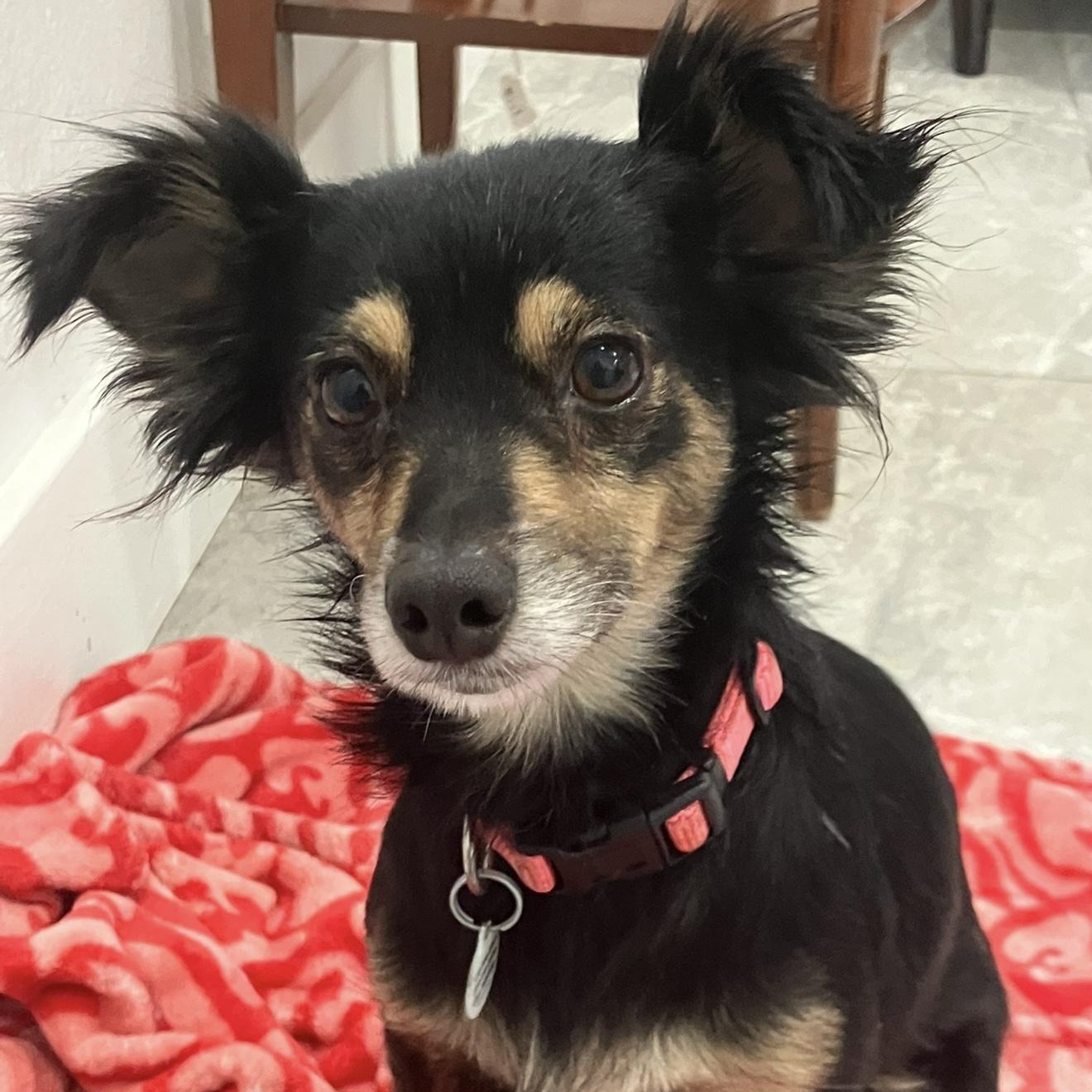 Enlarge Lilac, a ADOPTABLE mixed breed in Santa Monica, CA image 2/5