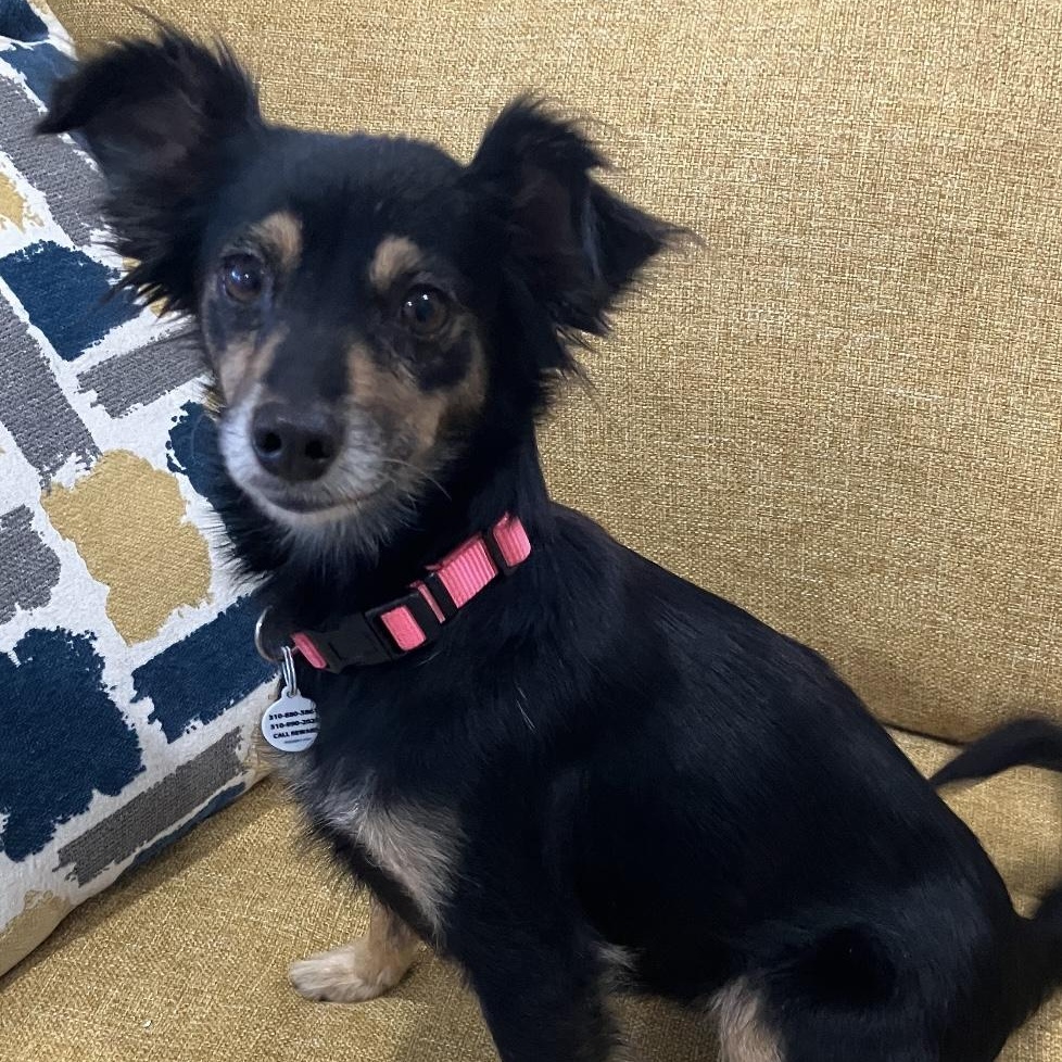 Enlarge Lilac, a ADOPTABLE mixed breed in Santa Monica, CA image 3/5